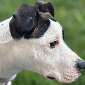 Pit Bull Terrier and Mixed Breed Dogs Available for Adoption - Nora | PetCurious