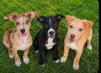 Cinnamon, Pepper, Ginger -  Dachshund and Chihuahua Dog for Adoption in San Tan Valley, Arizona - Cinnamon, Pepper, Ginger | PetCurious