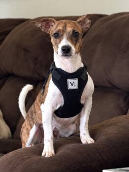 Robyn -  Chihuahua Dog for Adoption in Douglas, Georgia - Robyn | PetCurious