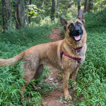 Chai -  German Shepherd Dog Dog for Adoption in Waynesville, North Carolina - Chai | PetCurious