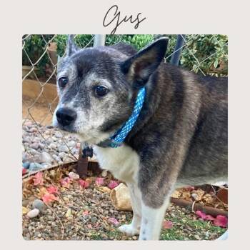 Terrier and Mixed Breed Dogs Available for Adoption - GUS | PetCurious