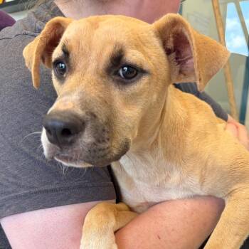Millie -  Pit Bull Terrier and Mixed Breed Dog for Adoption in Nashville, Tennessee - Millie | PetCurious
