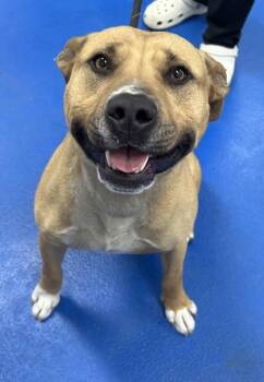 Terrier Dogs Available for Adoption in Lancaster, South Carolina - Martin | PetCurious