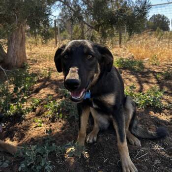 Pandora -  Shepherd and Mixed Breed Dog for Adoption in Salt Lake City, Utah - Pandora | PetCurious