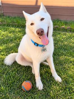 Kasper -  Husky Dog for Adoption in Houston, Texas - Kasper | PetCurious