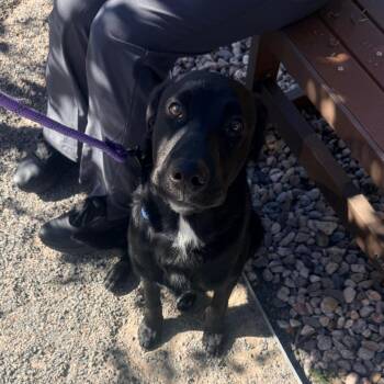 Loki -  Black Labrador Retriever Dog for Adoption in Cheyenne, Wyoming - Loki | PetCurious
