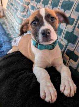 Labrador Retriever Dogs Available for Adoption in Kansas City, Missouri - Guinevere | PetCurious
