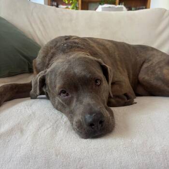 Sadie -  Labrador Retriever and Mixed Breed Dog for Adoption in Chicago, Illinois - Sadie | PetCurious