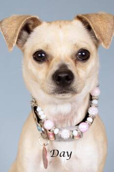 Chihuahua and Shepherd Dogs Available for Adoption - Day | PetCurious
