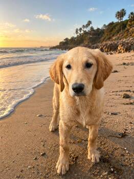 Golden Retriever and Poodle Dogs Available for Adoption in Yuba City, California - Cooper | PetCurious