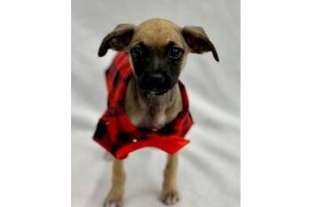Pool - Lifeguard -  Chihuahua and Italian Greyhound Dog for Adoption in Palo Alto, California - Pool - Lifeguard | PetCurious
