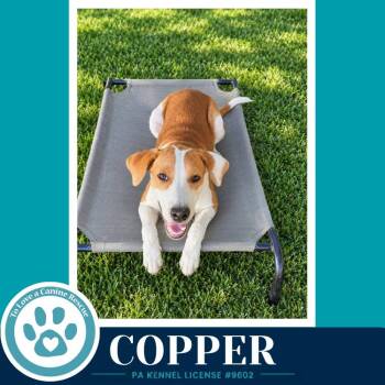 Copper 102426 -  Hound Dog for Adoption in Kimberton, Pennsylvania - Copper 102426 | PetCurious