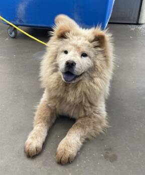Chow Chow and Mixed Breed Dogs Available for Adoption - AKIRA | PetCurious