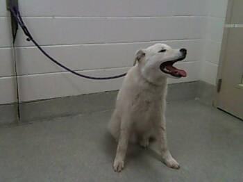 Great Pyrenees and Mixed Breed Dogs Available for Adoption - NANOOK | PetCurious