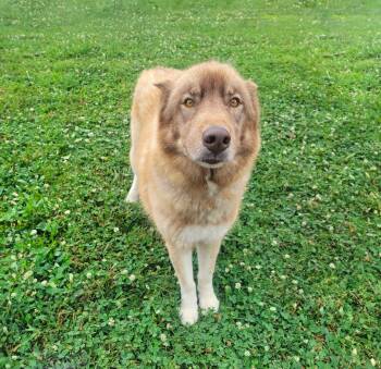 Hondo -  Husky Dog for Adoption in Coatesville, Pennsylvania - Hondo | PetCurious