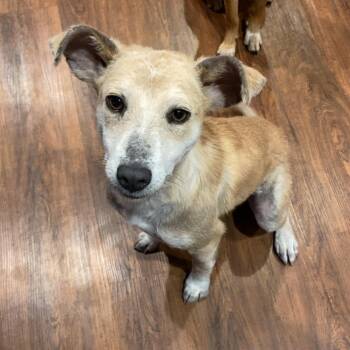 Rescue Mixed Breed Dogs for Adoption in Buffalo, Minnesota - Zola | PetCurious