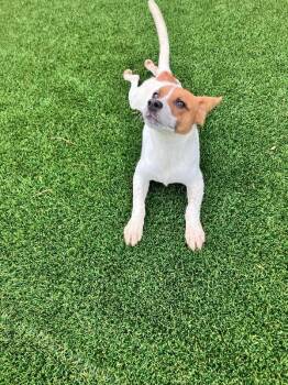 Mixed Breed Dogs Available for Adoption in Jackson, Tennessee - Gus | PetCurious