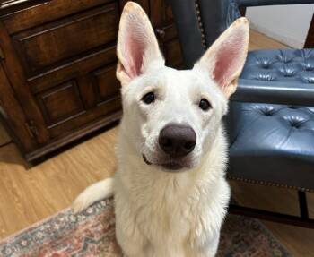 Rescue German Shepherd Dog Dogs for Adoption in Ocala, Florida - LEVI | PetCurious