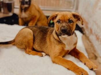 Mixed Breed Dogs Available for Adoption - Eastwood | PetCurious