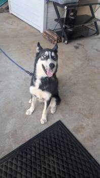 Rescue Siberian Husky Dogs for Adoption in Fort Worth, Texas - Scout | PetCurious