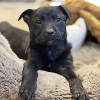 German Shepherd Dog Dogs Available for Adoption - SALEM! | PetCurious