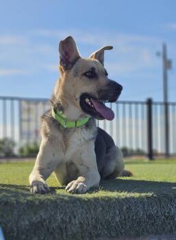 Zippy -  German Shepherd Dog and Siberian Husky Dog for Adoption in Eagle, Idaho - Zippy | PetCurious