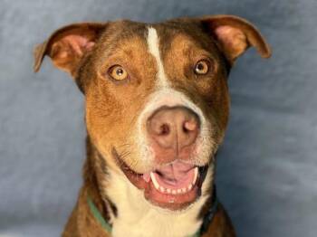 Rowlie -  Pit Bull Terrier Dog Available for Adoption in Portland, Oregon - Rowlie | PetCurious