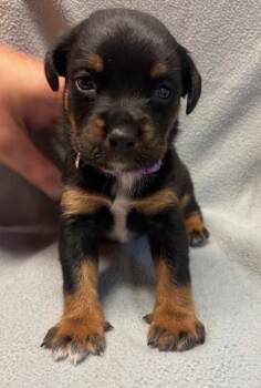 Rescue Labrador Retriever and Mixed Breed Dogs for Adoption in Burlington, Wisconsin - Maisie | PetCurious