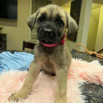 Puppy Magenta -  Bullmastiff and German Shepherd Dog Dog for Adoption in Manchester, Pennsylvania - Puppy Magenta | PetCurious