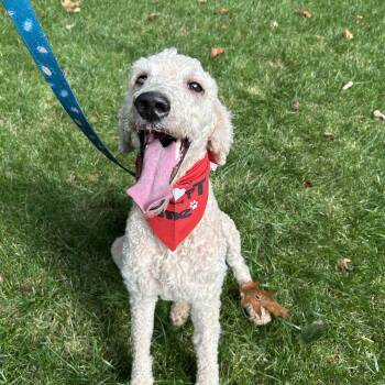 Rescue Standard Poodle Dogs for Adoption in Lexington, North Carolina - Aspen | PetCurious