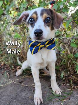 Wally the Jack Russell Mix -  Jack Russell Terrier and Beagle Dog for Adoption in Muskego, Wisconsin - Wally The Jack Russell Mix | PetCurious