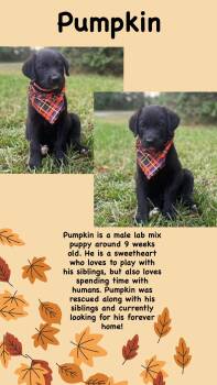 Pumpkin - Apex Labs -  Labrador Retriever Dog for Adoption in Holly Springs, North Carolina - Pumpkin - Apex Labs | PetCurious