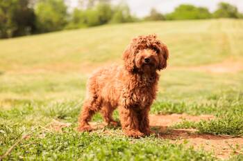 Cavalier King Charles Spaniel and Poodle Dogs Available for Adoption in Gradyville, Kentucky - Roger- Transport | PetCurious