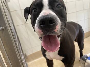 Rescue American Staffordshire Terrier Dogs for Adoption in Derwood, Maryland - Kane | PetCurious