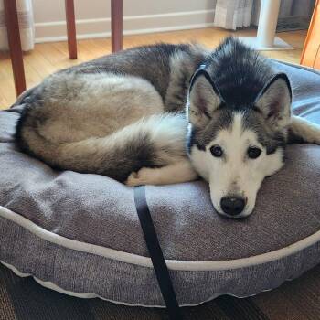 TESLA -  Husky and Mixed Breed Dog for Adoption in Toronto, Ontario - TESLA | PetCurious