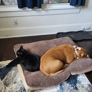 Ginger -  Pit Bull Terrier and American Bulldog Dog for Adoption in Dallas, Texas - Ginger | PetCurious