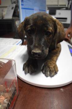 Terrier and Mixed Breed Dogs Available for Adoption in Pahrump, Nevada - Bonnie P1 | PetCurious