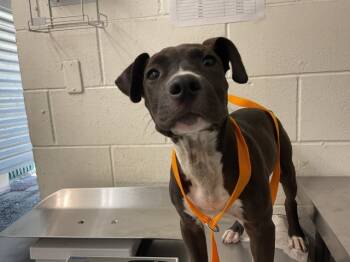 Rescue Pit Bull Terrier Dogs for Adoption in San Bernardino, California - RAQUEL | PetCurious