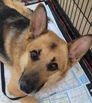 Bubba Rex -  German Shepherd Dog Dog for Adoption in Portsmouth, Ohio - Bubba Rex | PetCurious