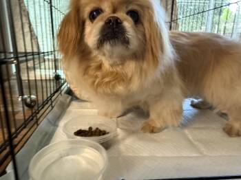 Amber -  Pomeranian Dog for Adoption in Littleton, Colorado - Amber | PetCurious