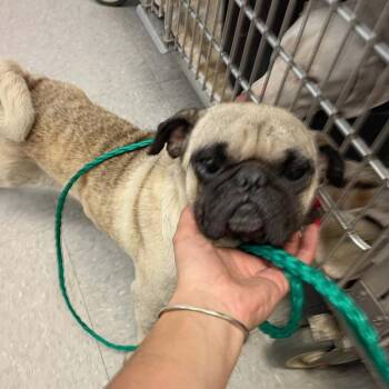 Andy 26-09-005 -  Pug Dog for Adoption in Bastrop, Texas - Andy 26-09-005 | PetCurious