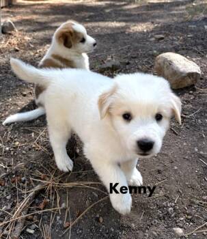 Kenny -  Australian Cattle Dog Blue Heeler Dog for Adoption in Durango, Colorado - Kenny | PetCurious