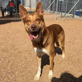 Rowdy KCAC #640.26 PC -  Mixed Breed Dog for Adoption in Kerrville, Texas - Rowdy KCAC #640.26 PC | PetCurious
