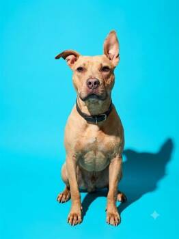 EVIE -  Mixed Breed Dog for Adoption in Jacksonville, Florida - EVIE | PetCurious