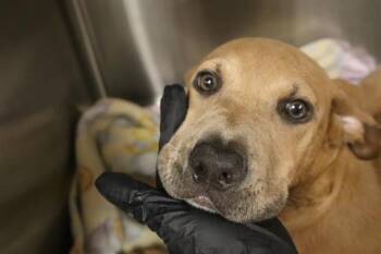 FORD -  Mixed Breed Dog for Adoption in Columbia, South Carolina - FORD | PetCurious