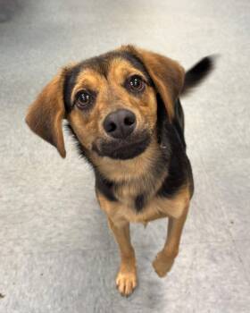 Hound Dogs Available for Adoption in Richmond, Virginia - Stout Beer Bread | PetCurious