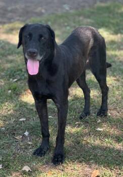 Tiffany -  Labrador Retriever Dog for Adoption in Houston, Texas - Tiffany | PetCurious