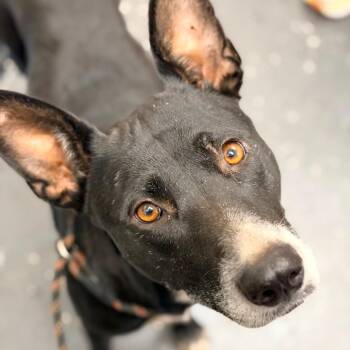 Momma Great Big Pumpkin -  Mixed Breed Dog for Adoption in Columbiana, Alabama - Momma Great Big Pumpkin | PetCurious