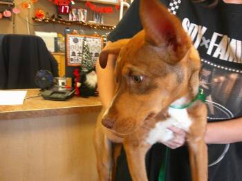 Rescue Foxhound and Collie Dogs for Adoption in Ocala, Florida - A370879 | PetCurious