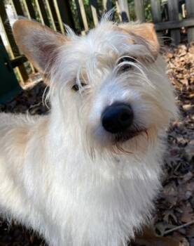 Mixed Breed Dogs Available for Adoption - Pup-Pup- IN FOSTER | PetCurious